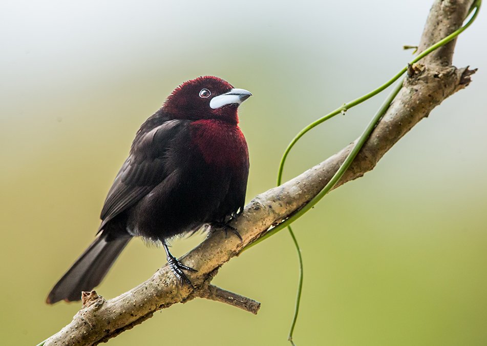 SILVER_BEAKED_TANAGER_02.jpg