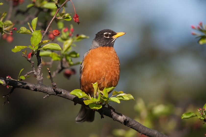 AMERICAN ROBIN