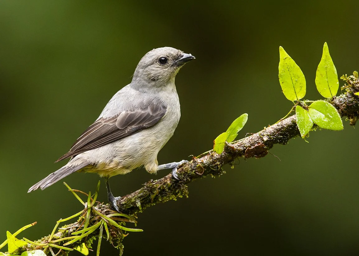 PLAIN-COLORED TANAGER