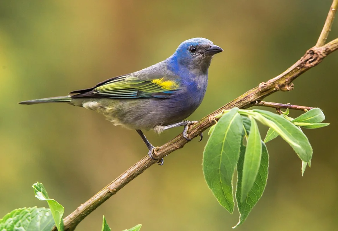 GOLDEN_CHEVRONED_TANAGER_05.jpg