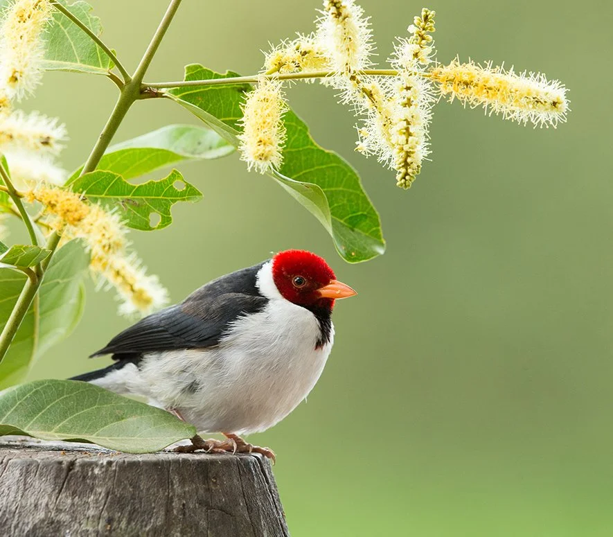 YELLOW_BILLED_CARDINAL_04.jpg