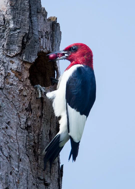 RED-HEADED WOODPECKER