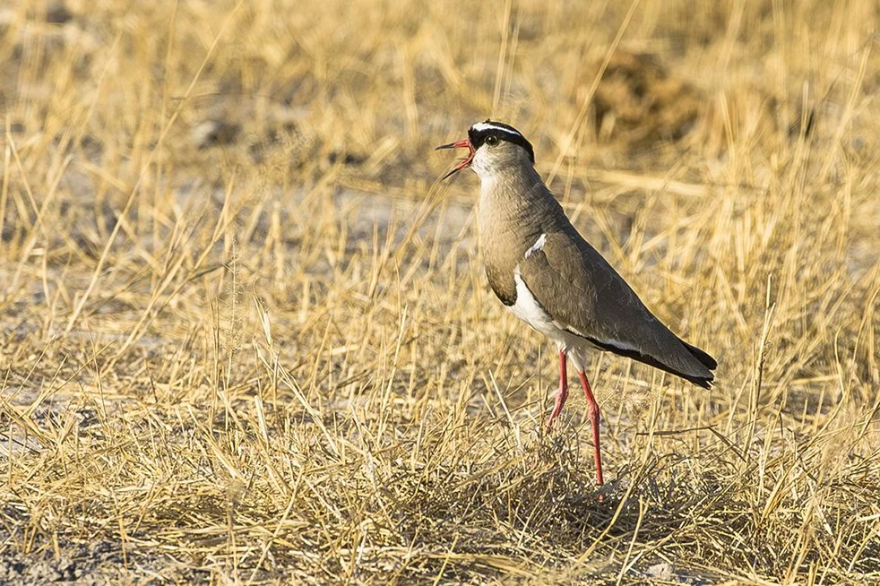 CROWNED LAPWING (PLOVER)