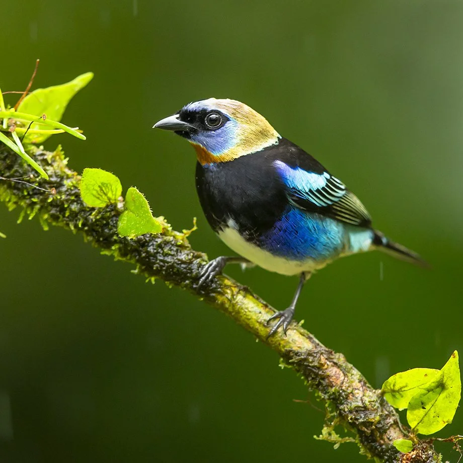 GOLDEN-HOODED TANAGER