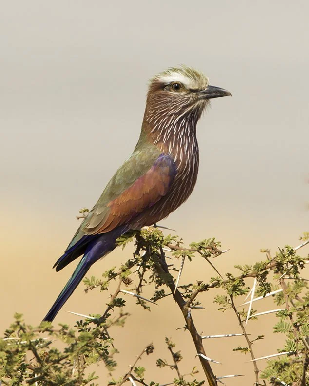 PURPLE (RUFOUS-CROWNED) ROLLER