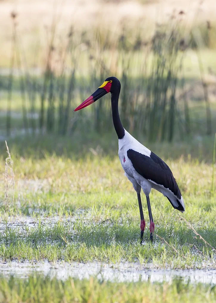 SADDLE_BILLED_STORK_02.jpg