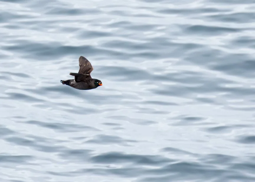 CRESTED AUKLET