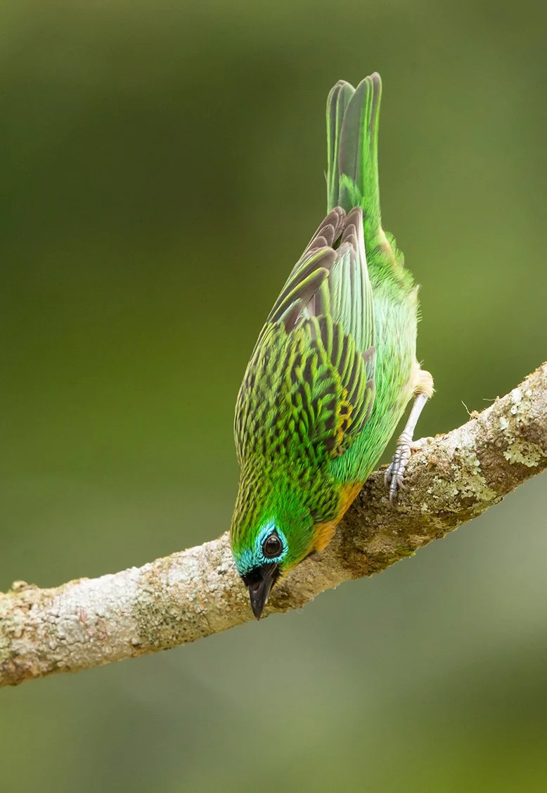 BRASSY-BREASTED TANAGER_03.jpg