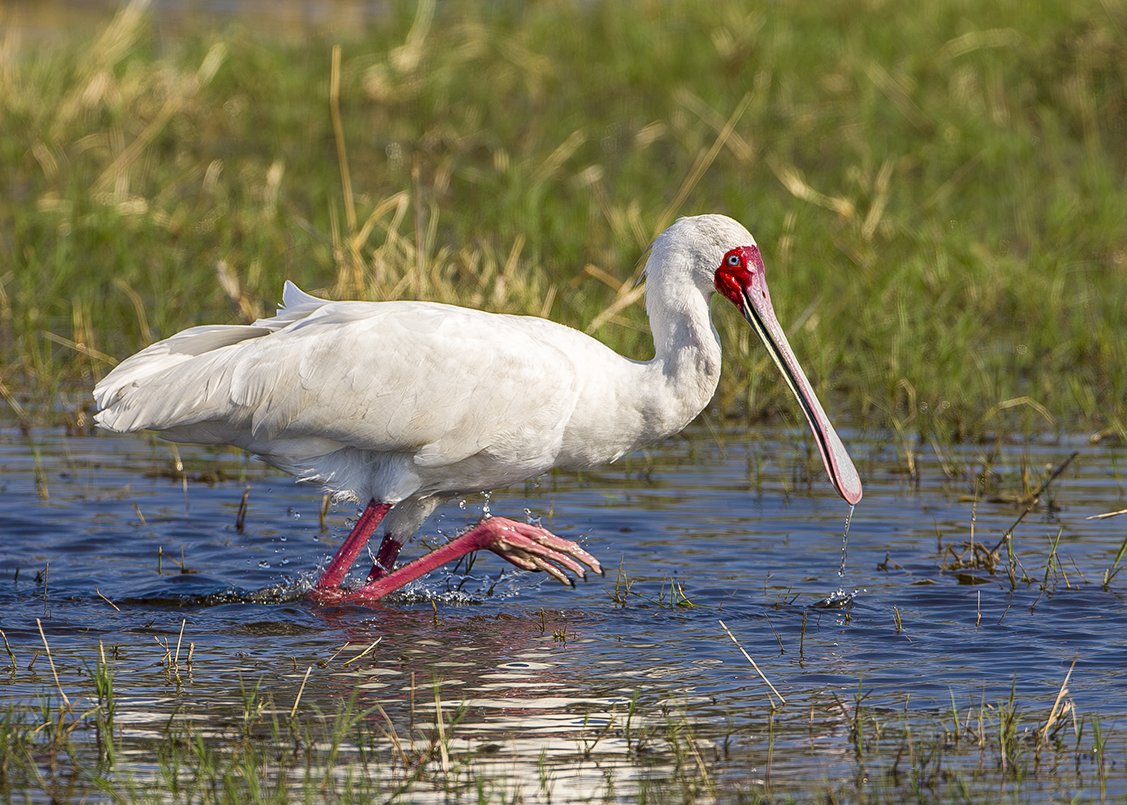 AFRICAN_SPOONBILL_05.jpg
