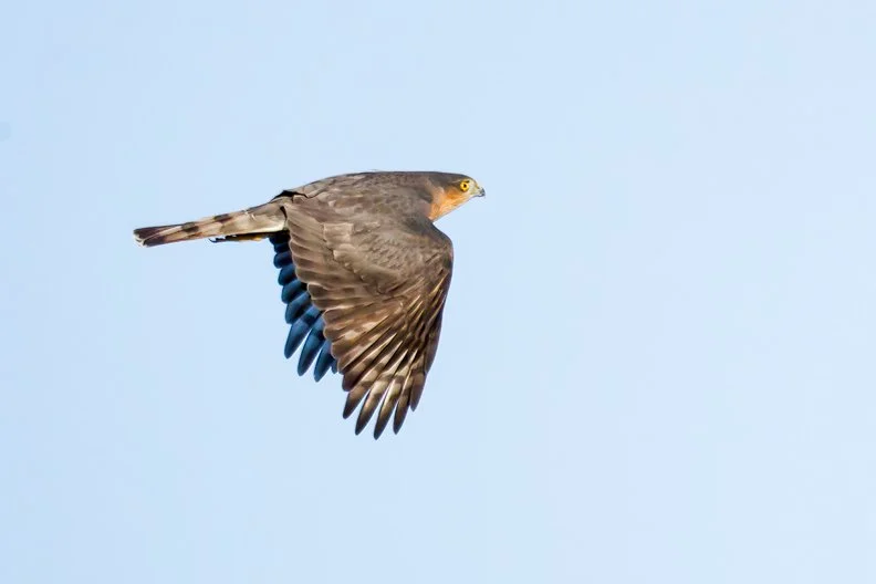 SHARP-SHINNED HAWK