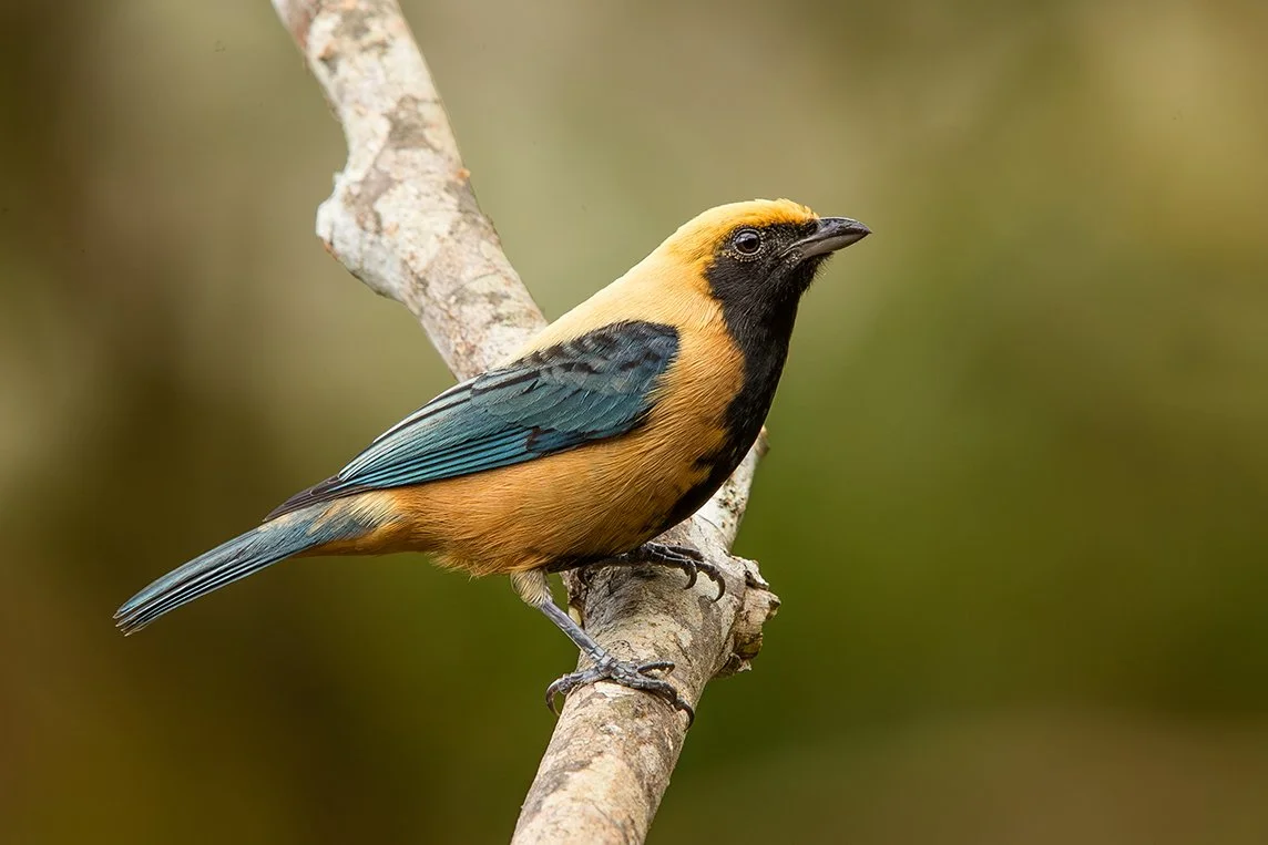 BURNISHED-BUFF TANAGER