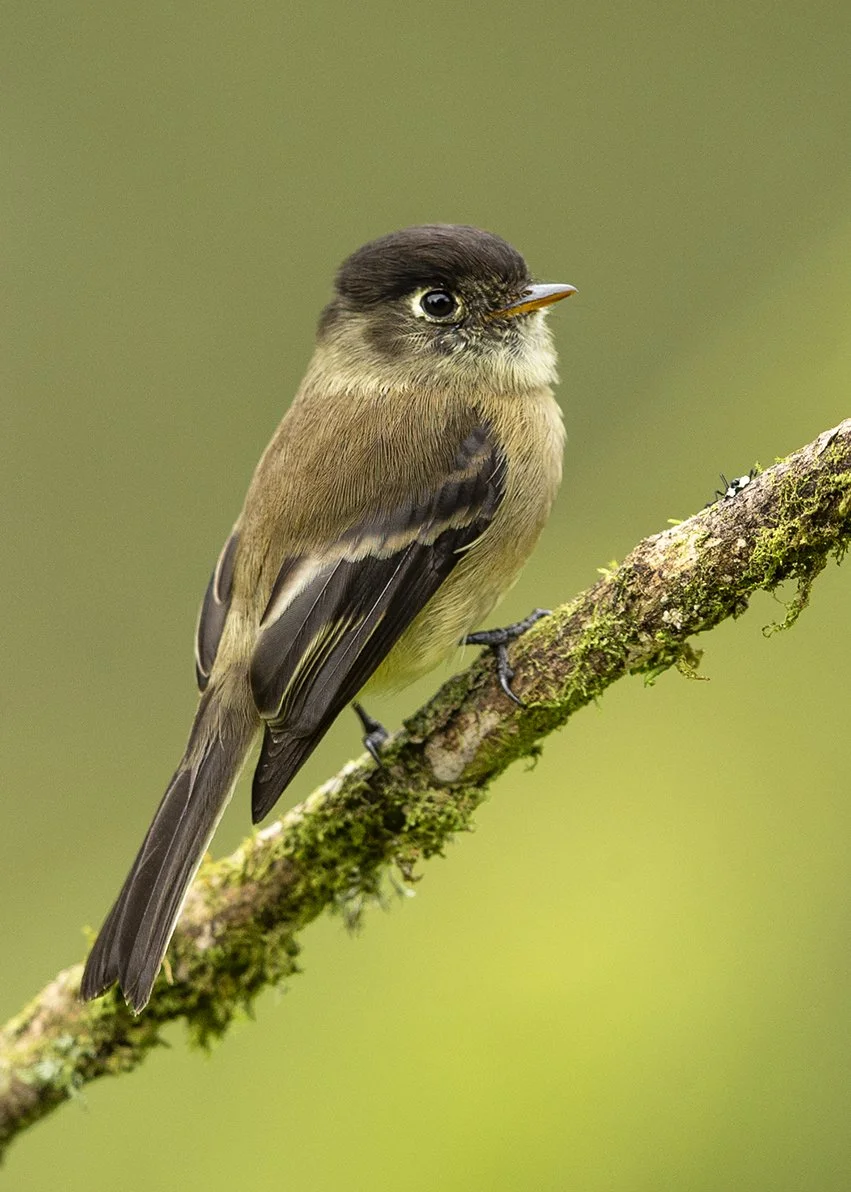 MOUNTAIN_ELAENIA_04.jpg