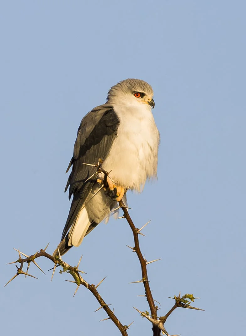 BLACK_SHOULDERED_KITE_03.jpg