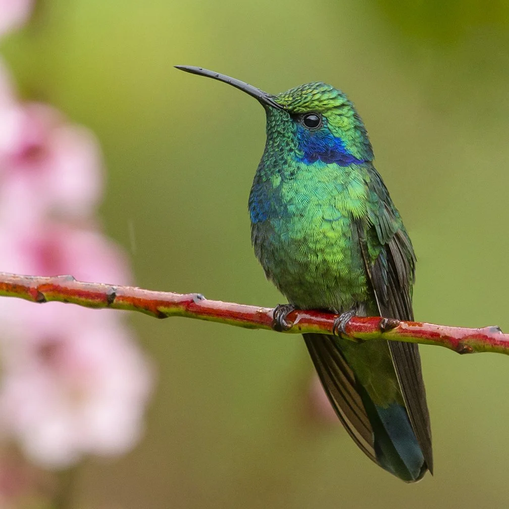 GREEN_VIOLETEAR_03.jpg