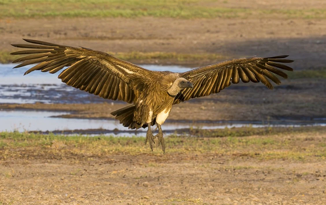 WHITE-BACKED VULTURE