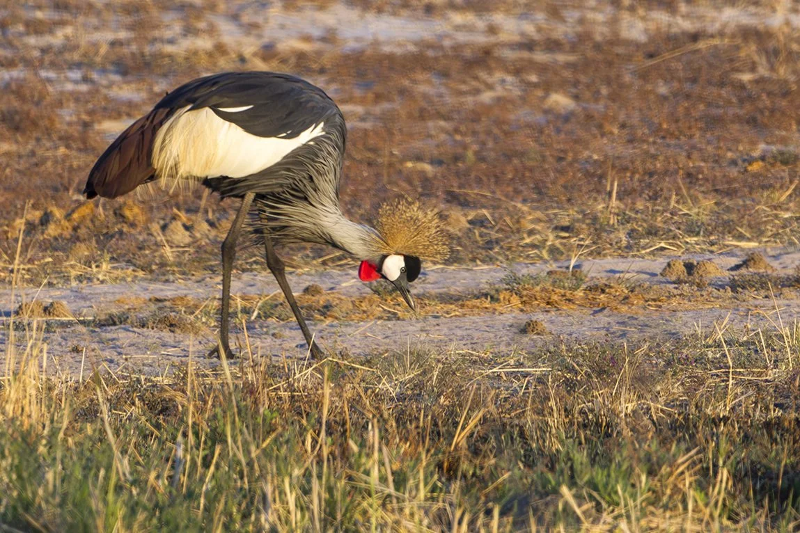 GREY_CROWNED_CRANE_02.jpg