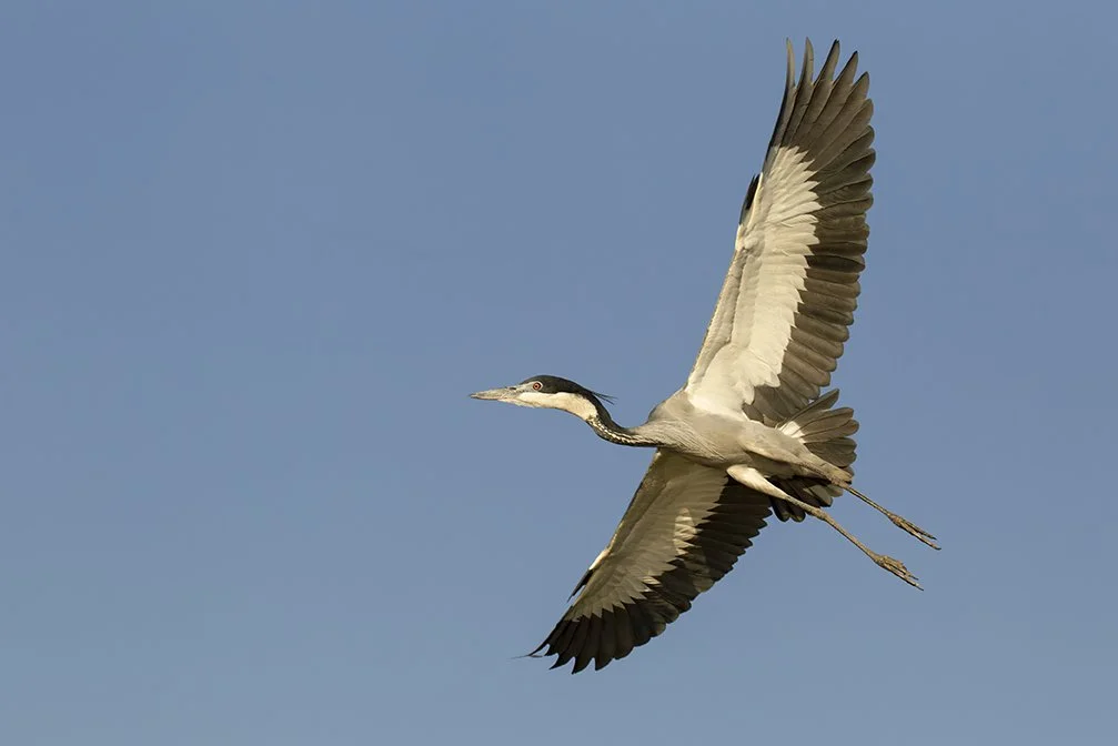 BLACK-HEADED_HERON_06.jpg