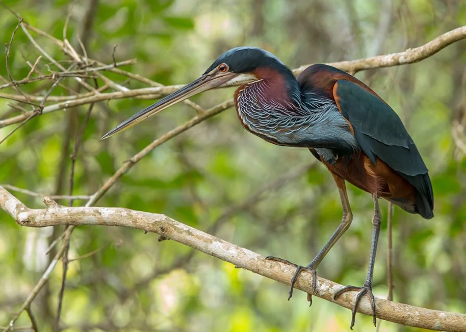 AGAMI HERON