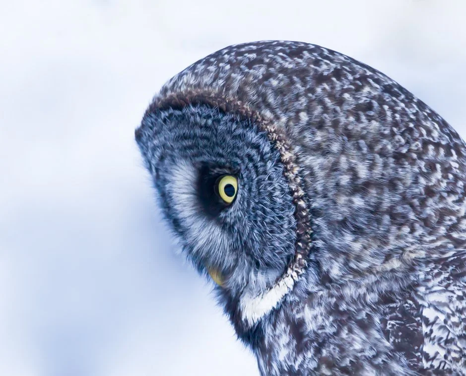 GREAT GRAY OWL