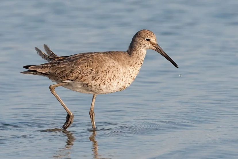 WILLET