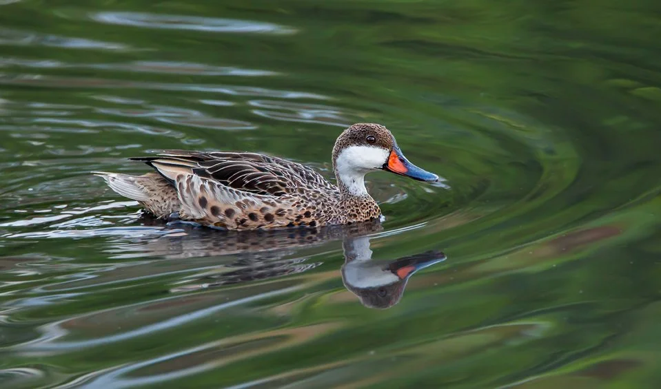 WHITE-CHEEKED PINTAIL