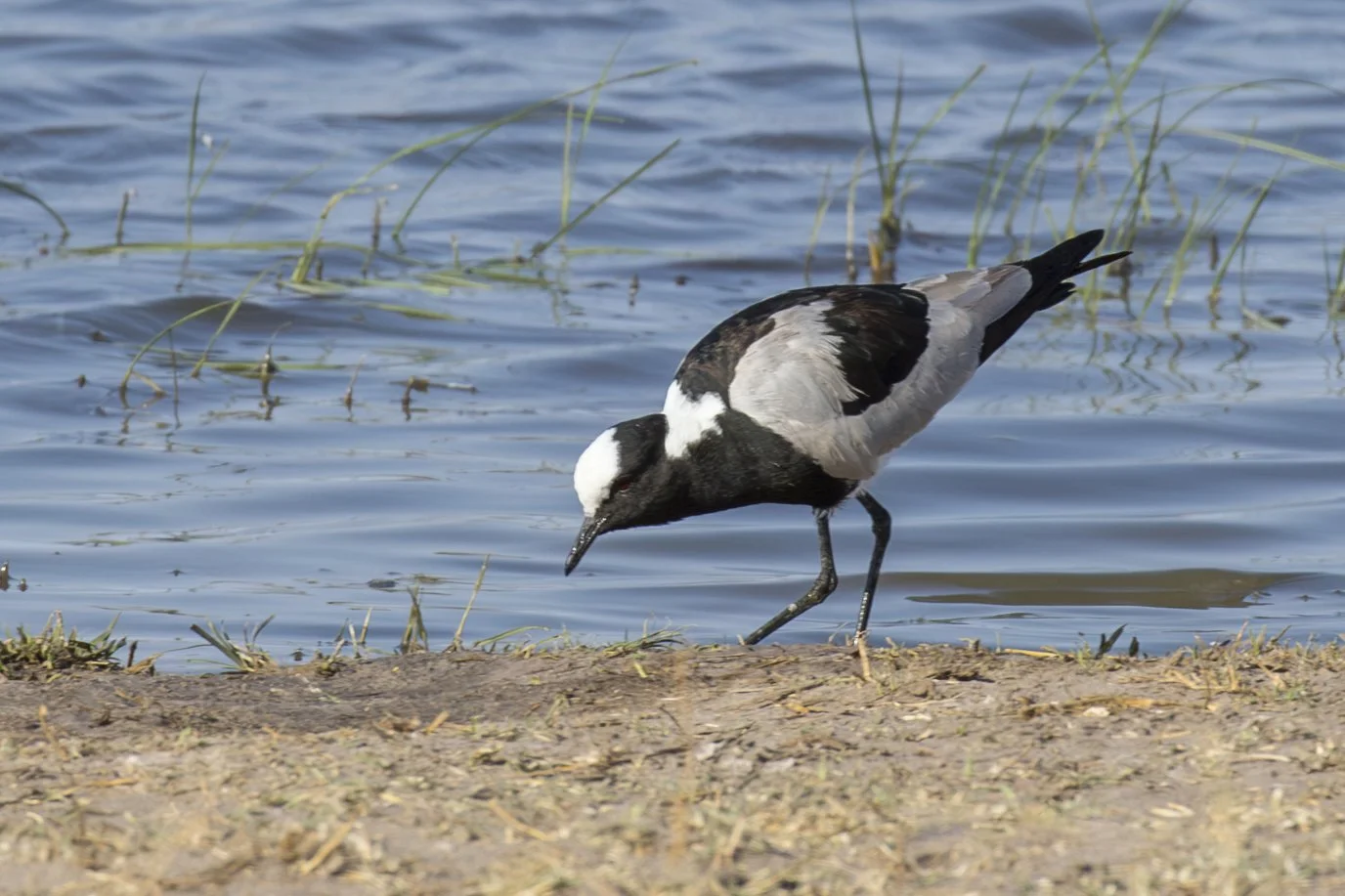 BLACKSMITH_LAPWING_03.jpg