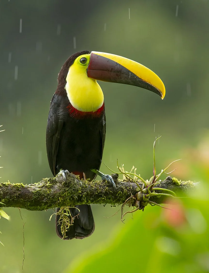 YELLOW_THROATED_TOUCAN_03.jpg
