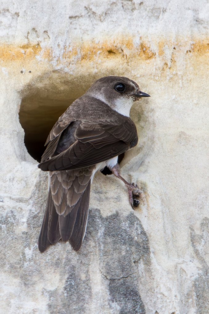 BANK SWALLOW