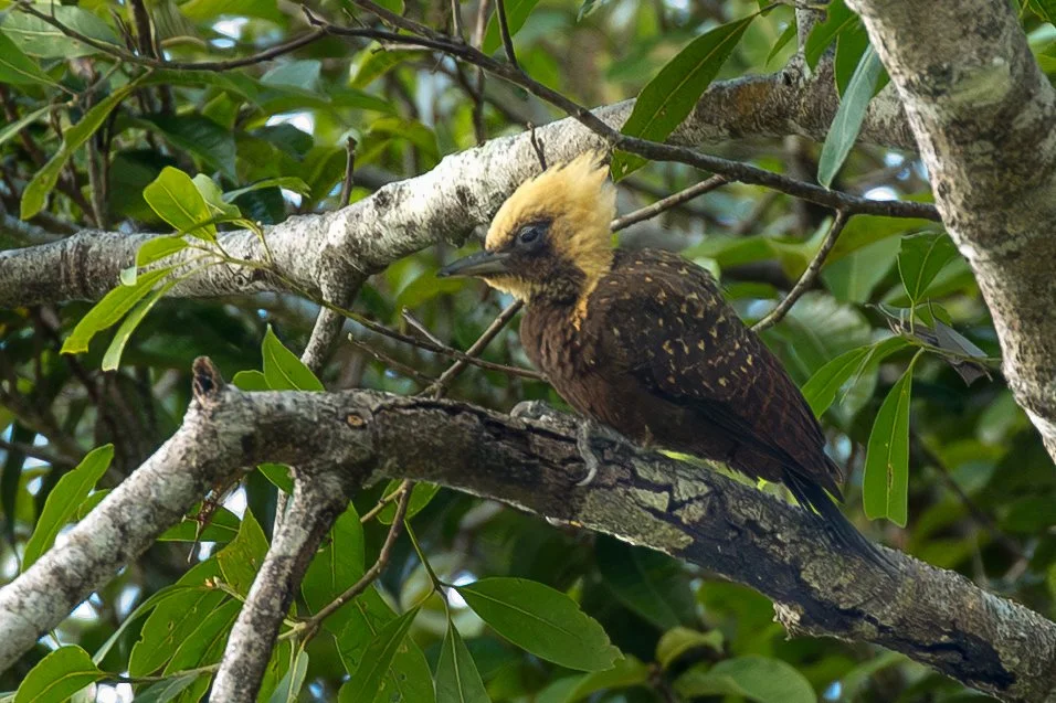 BLOND-CRESTED WOODPECKER