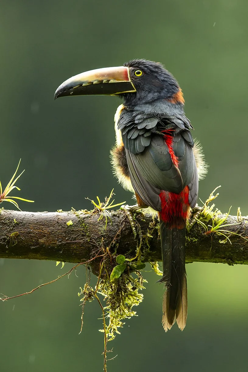 COLLARED_ARACARI_05.jpg