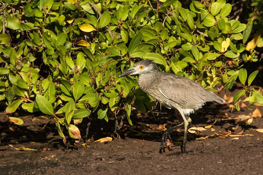 YELLOW-CROWNED NIGHT HERON
