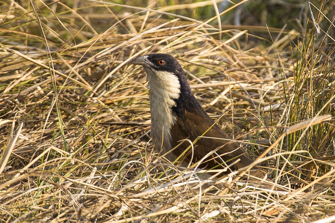 COPPERY_TAILED_COUCAL_01.jpg