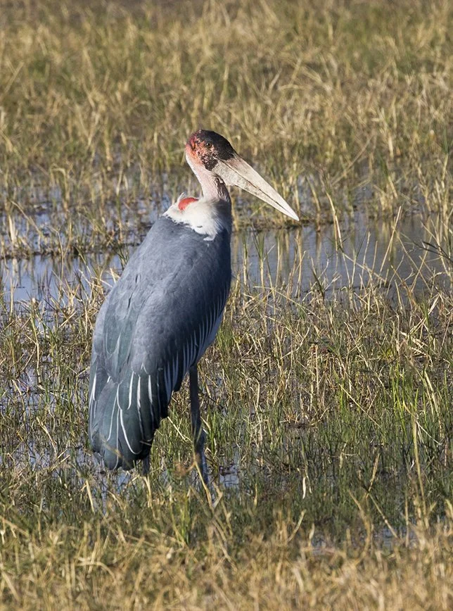 MARABOU_STORK_08.jpg
