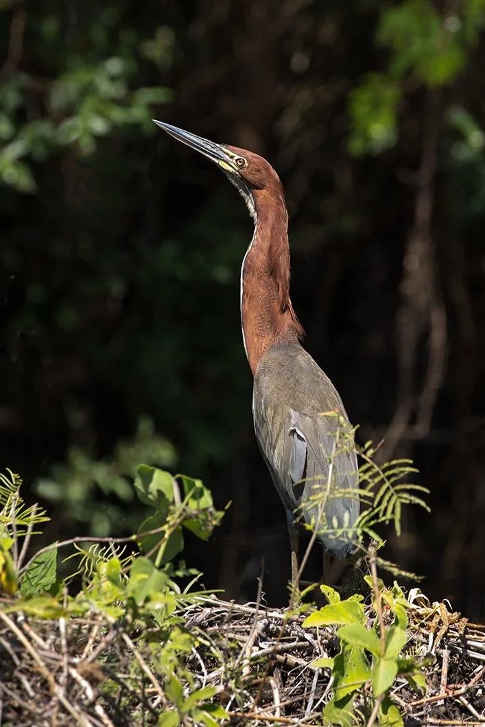 RUFESCENT_TIGER_HERON_05.jpg