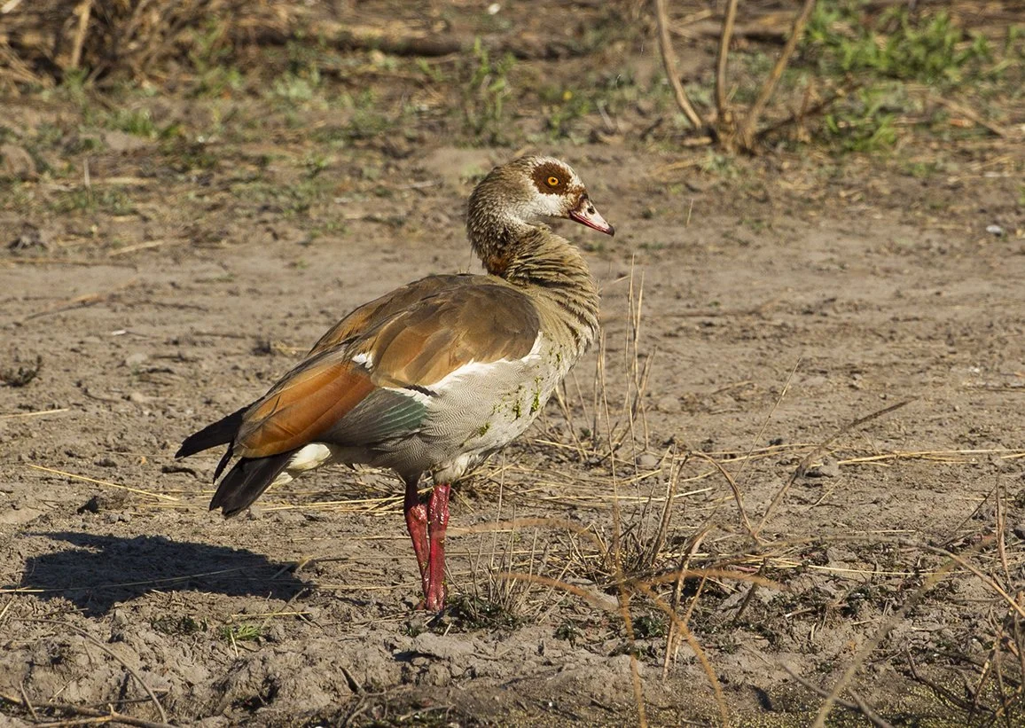 EGYPTIAN GOOSE