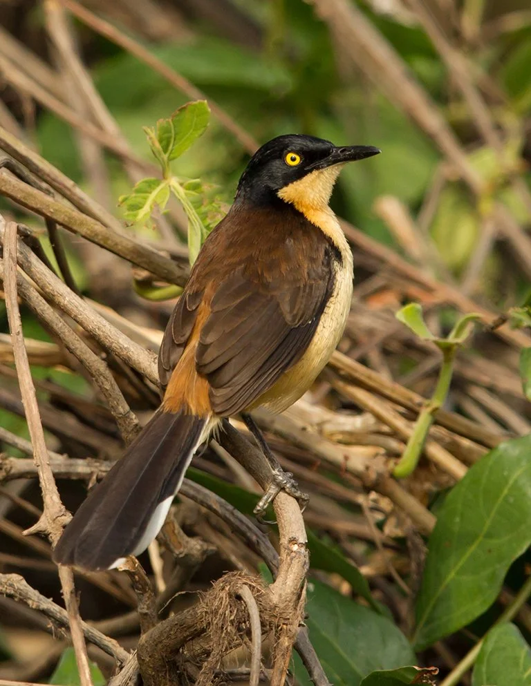 BLACK_CAPPED_DONACOBIUS_02.jpg