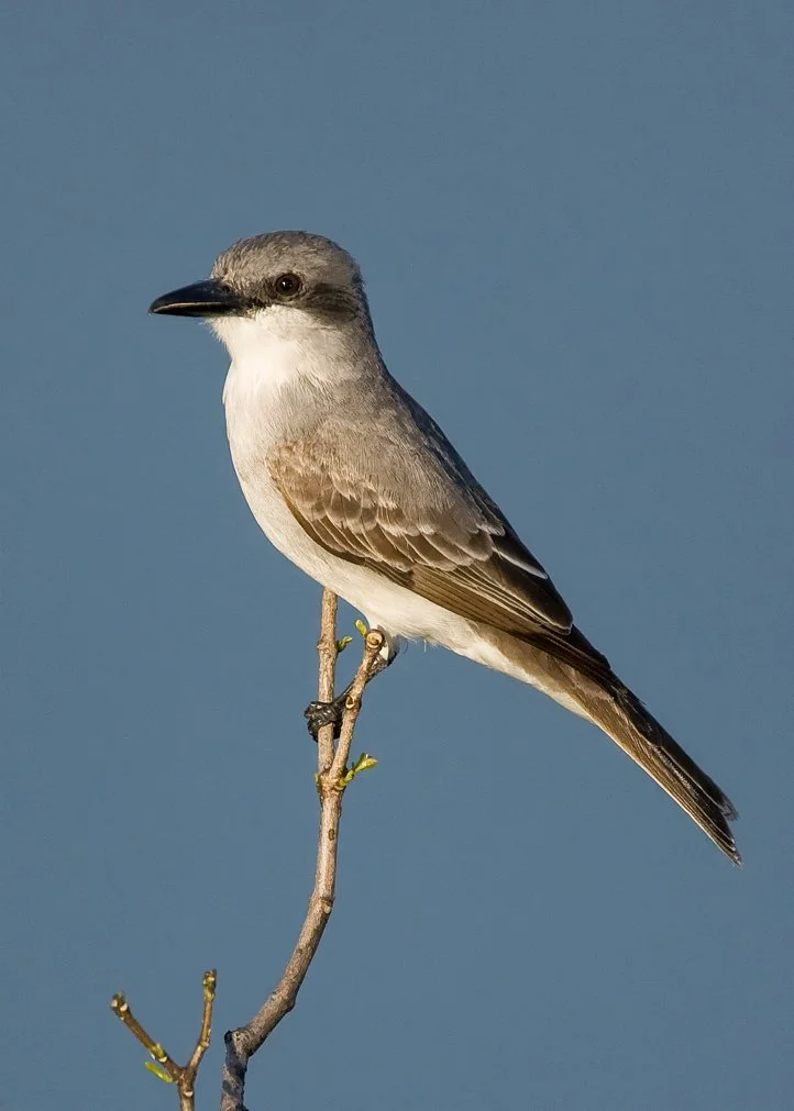 GRAY KINGBIRD