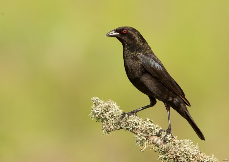 BRONZED COWBIRD