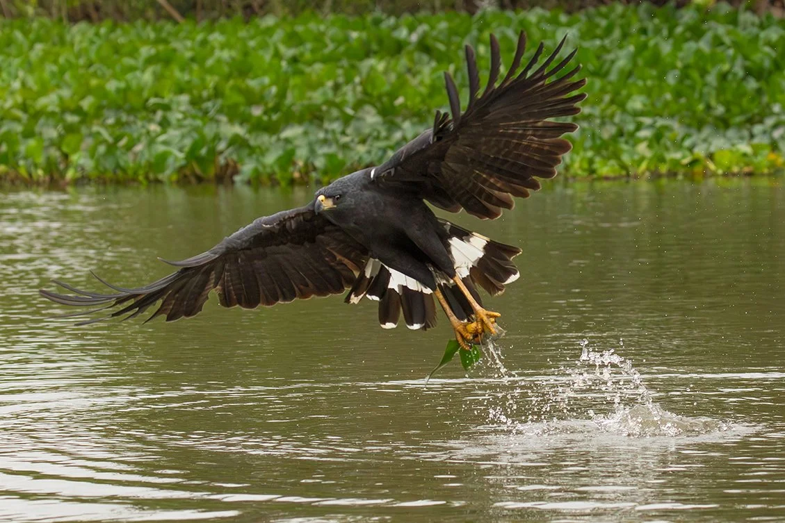 GREAT_BLACK_HAWK_03.jpg