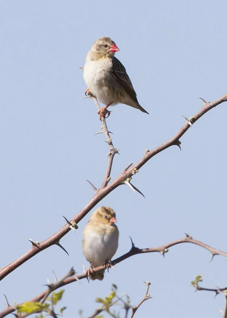 RED-BILLED QUELEA