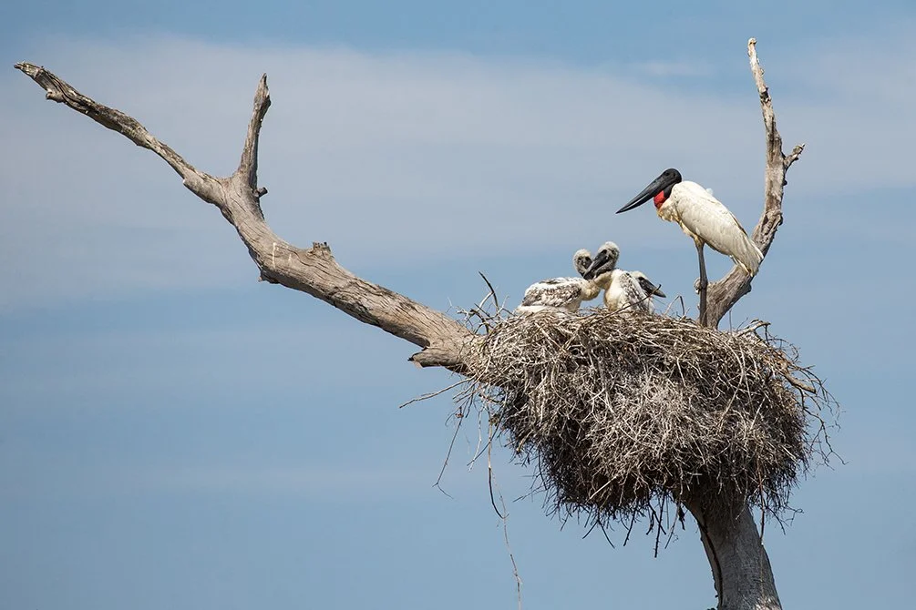 JABIRU_12.jpg