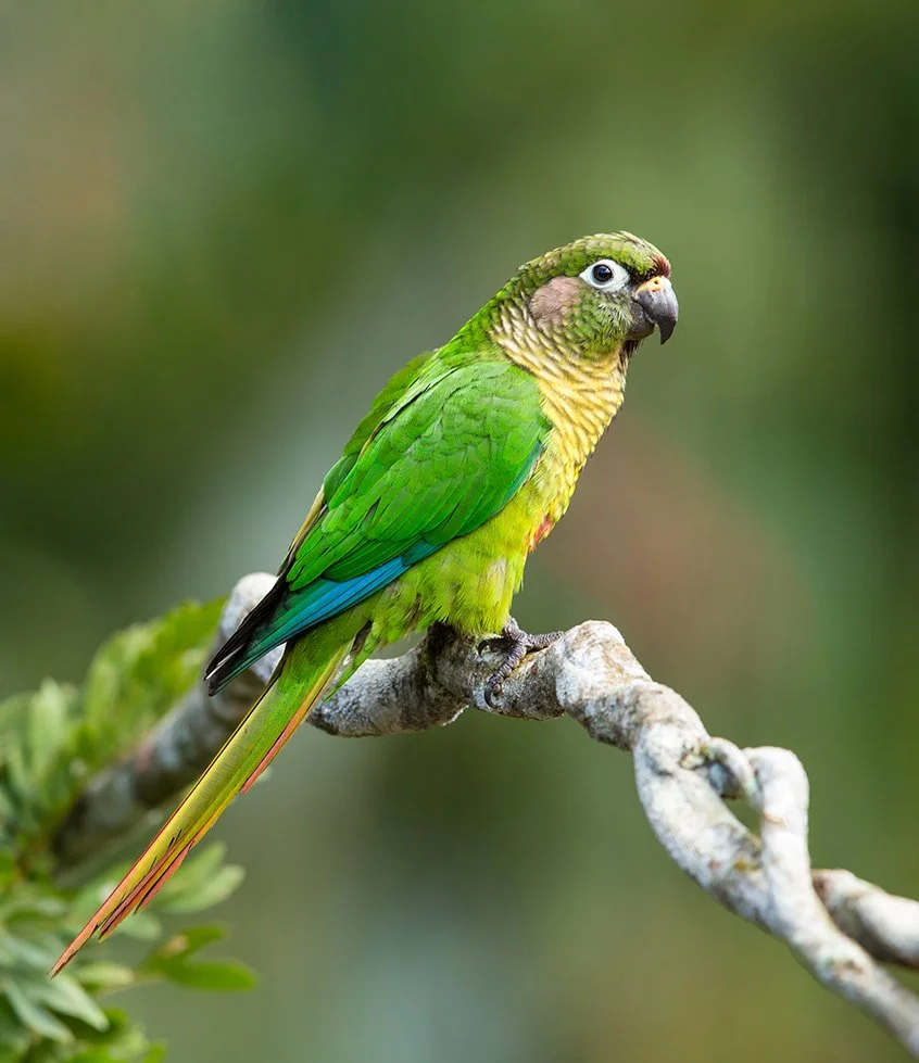 MAROON_BELLIED_PARAKEET_06.jpg