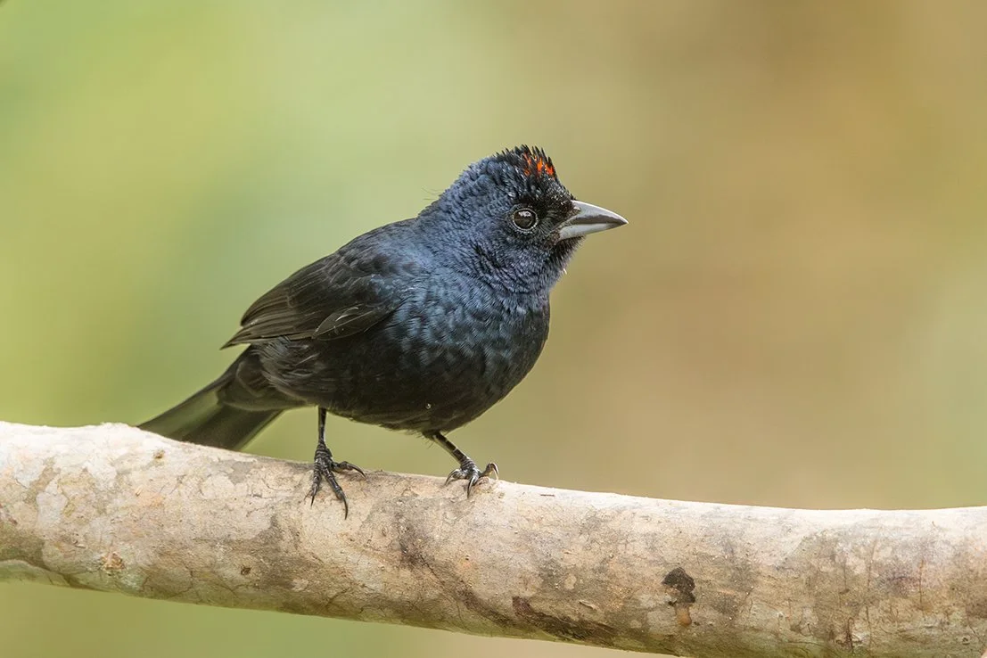 RUBY_CROWNED_TANAGER_03.jpg