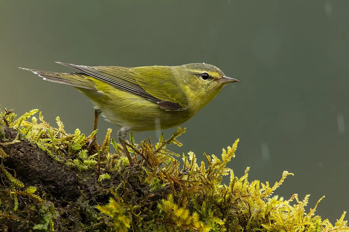 TENNESSEE_WARBLER_02.jpg