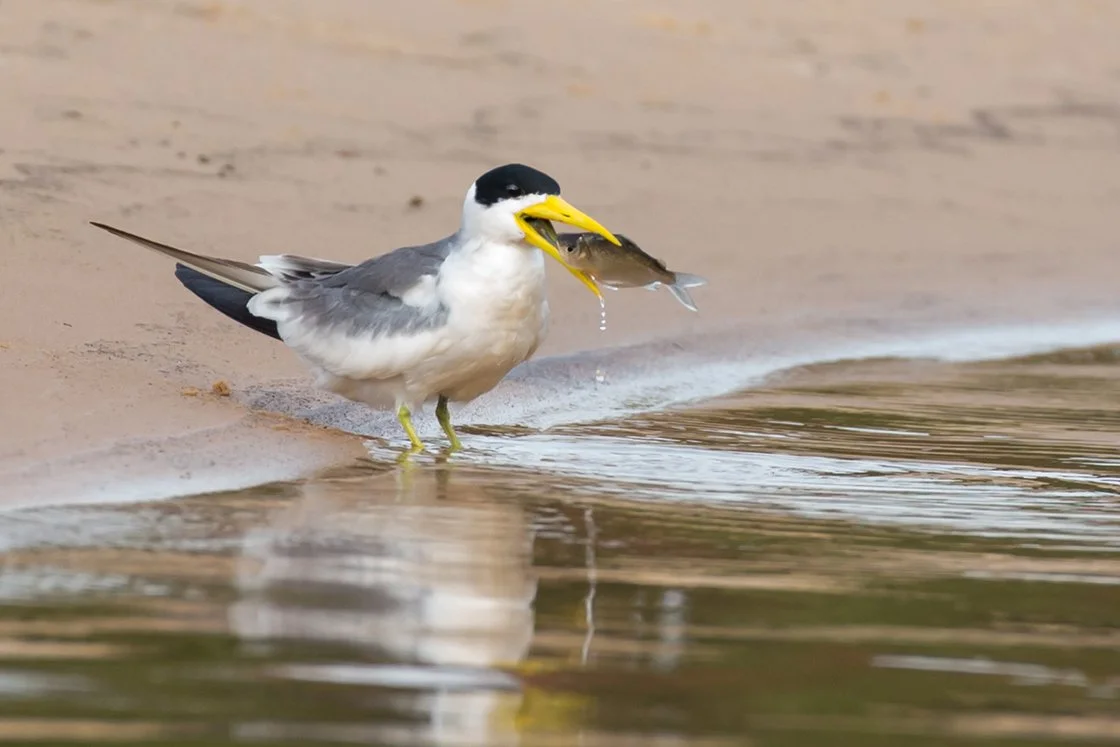 LARGE_BILLED_TERN_04.jpg