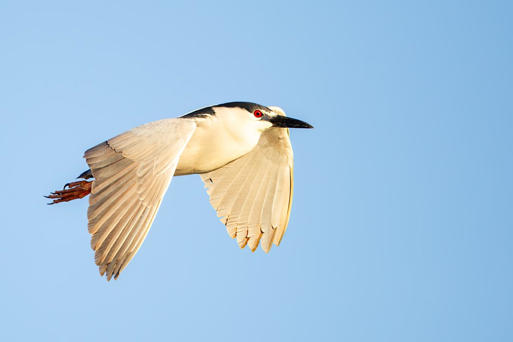 BLACK CROWNED NIGHT HERON