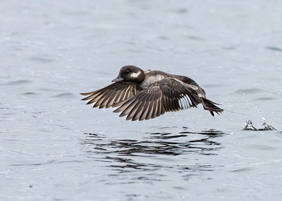 BUFFLEHEAD