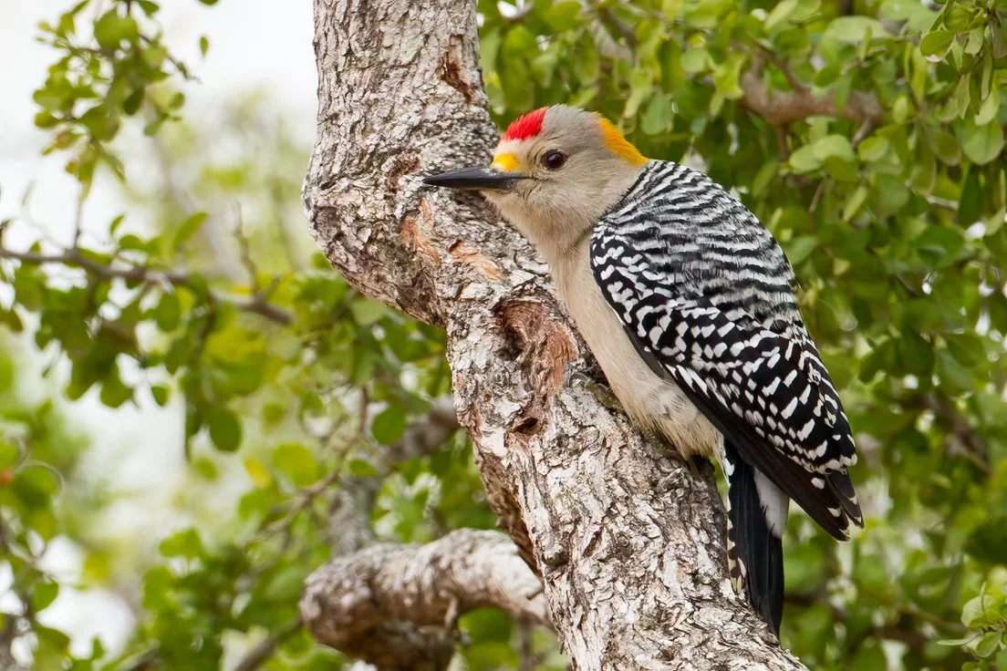 GOLD-FRONTED WOODPECKER