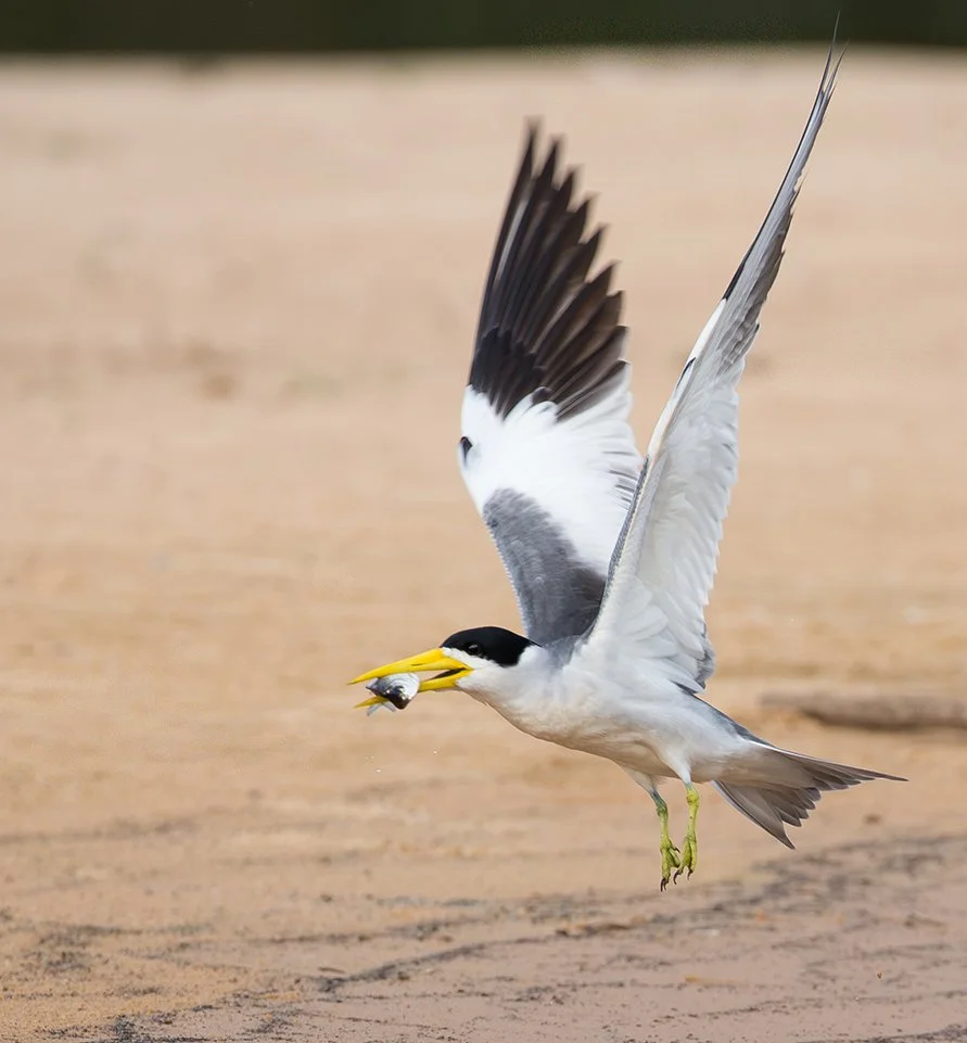 LARGE_BILLED_TERN_10.jpg