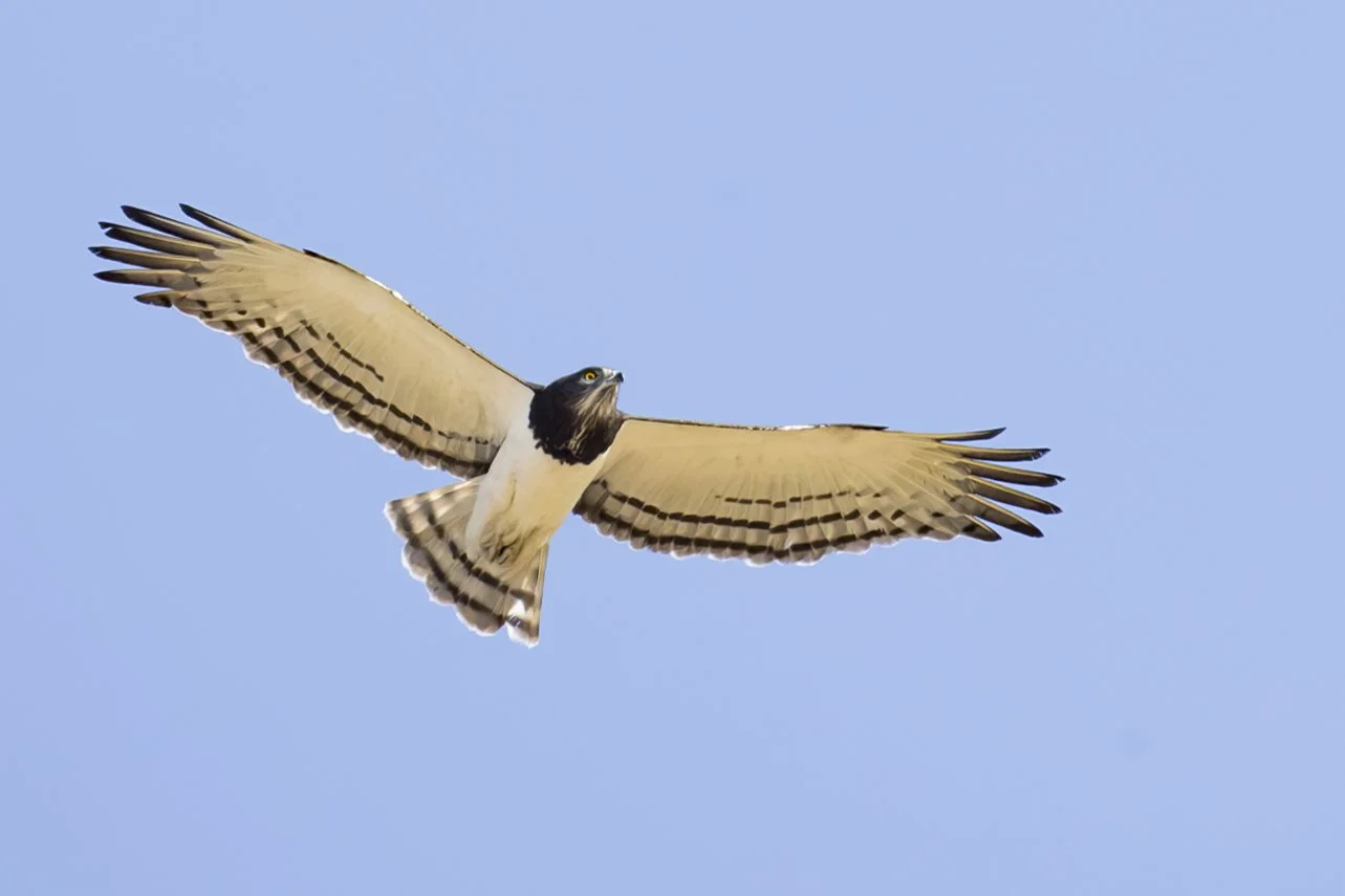 BLACK-CHESTED SNAKE EAGLE